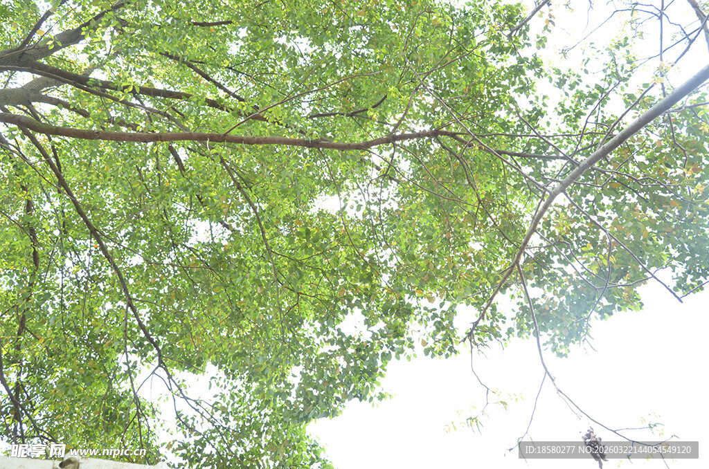 仰视繁茂绿树树冠