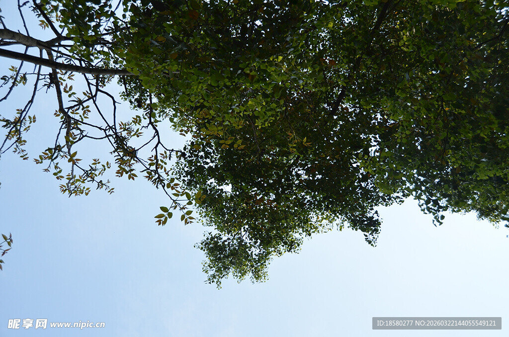 仰视绿树蓝天