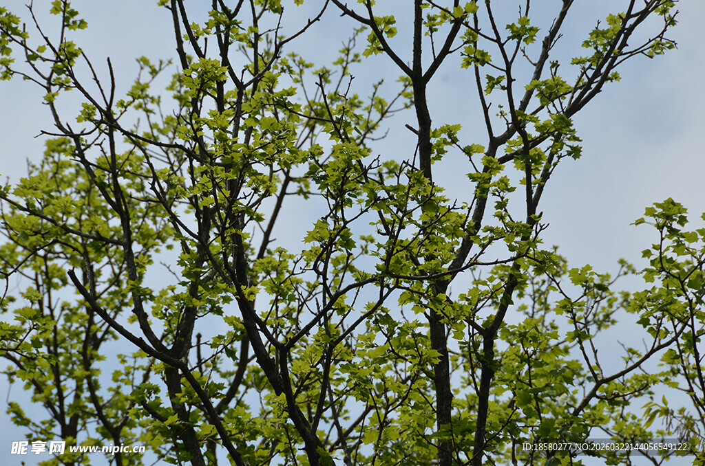 枝头新绿绽春光