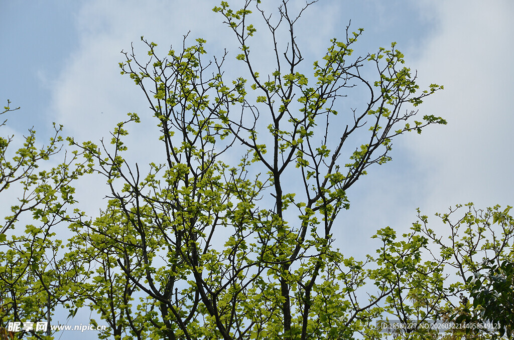 枝头新绿映蓝天
