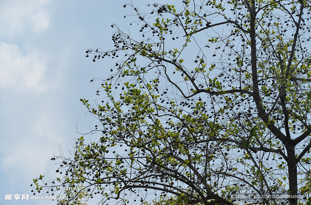 枝头新绿映蓝天