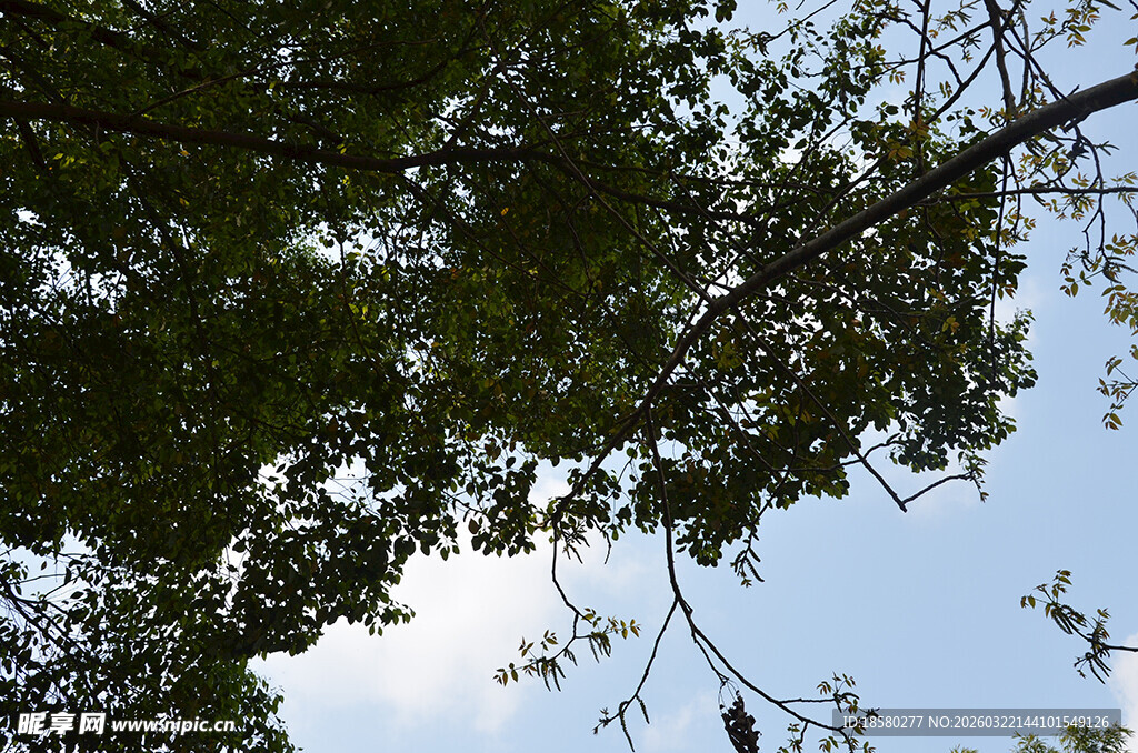 枝头小鸟蓝天绿树相伴