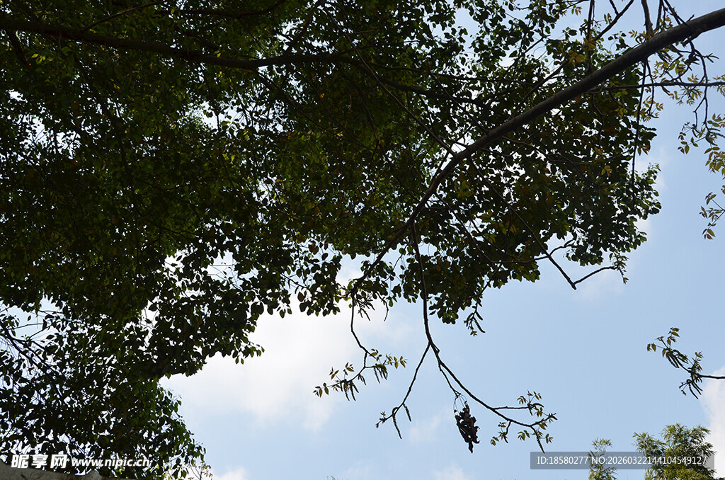 仰视树冠与蓝天