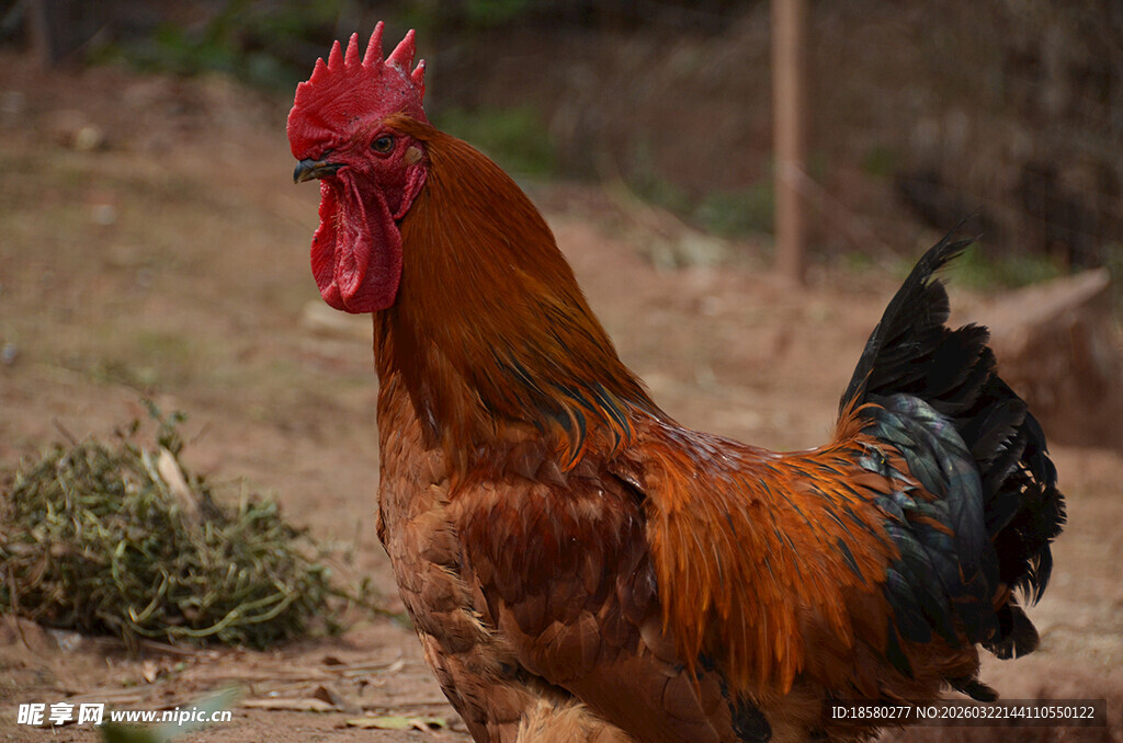 昂首挺立的红公鸡