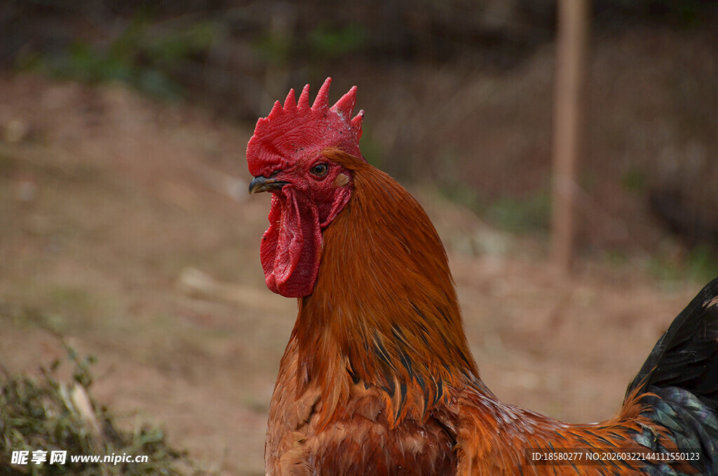 昂首挺立的红公鸡