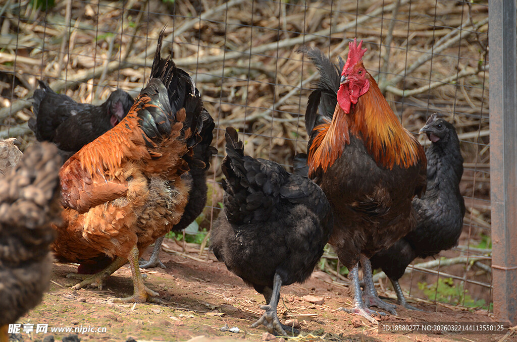 鸡群聚集在户外