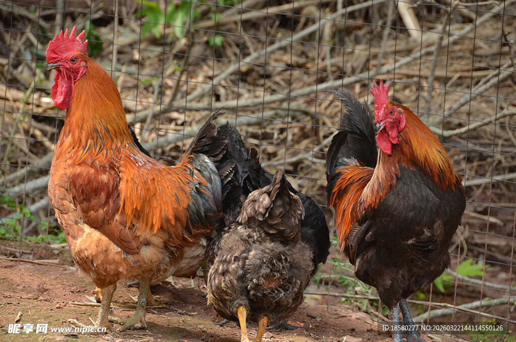 田园中漫步的几只鸡