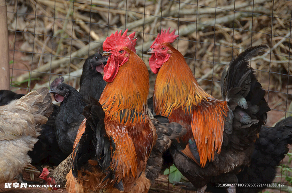 两只色彩艳丽的公鸡