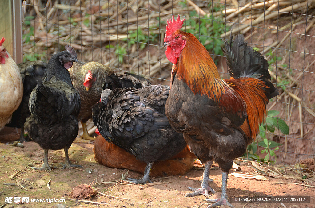 庭院中站立的多彩鸡群