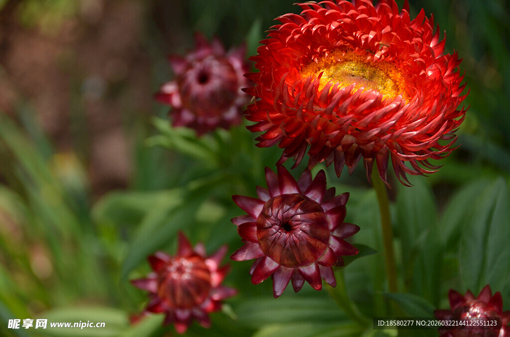 艳丽麦秆菊绽放于绿叶间