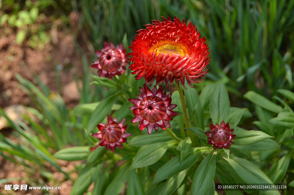 艳丽麦秆菊绽放绿叶间