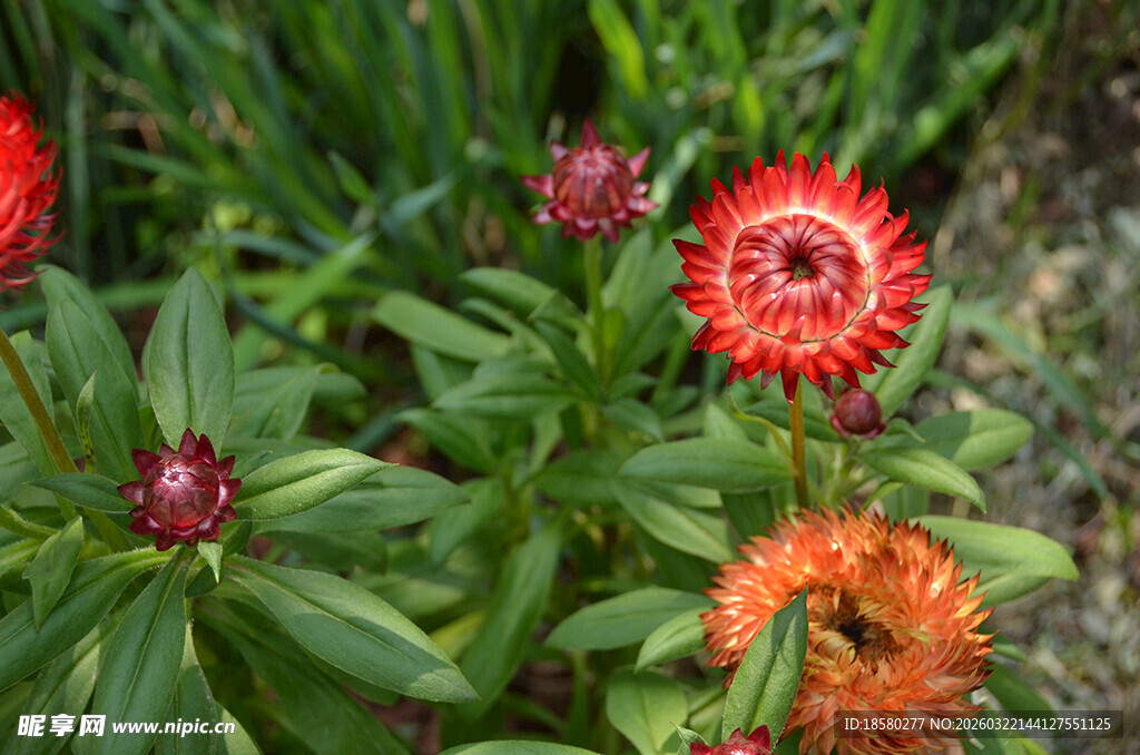 鲜艳多彩的麦秆菊绽放