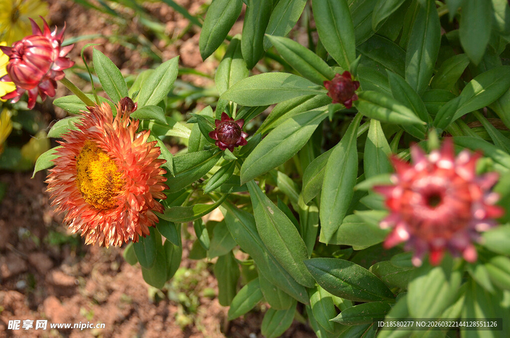 鲜艳多彩的麦秆菊绽放