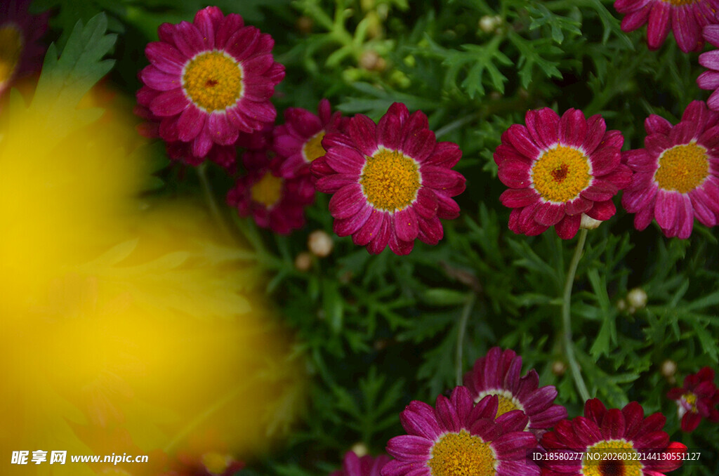 娇艳多彩小菊花绽放