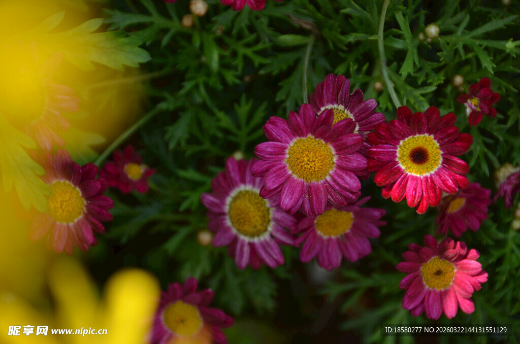 娇艳多彩小雏菊绽放