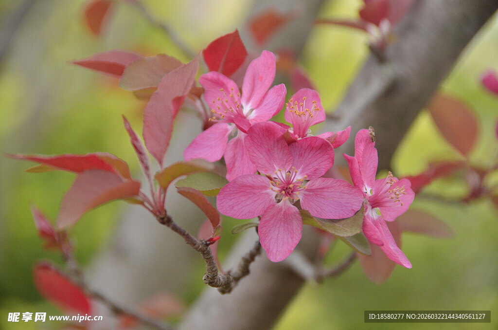 紫叶李枝头绽放的娇艳粉色花朵