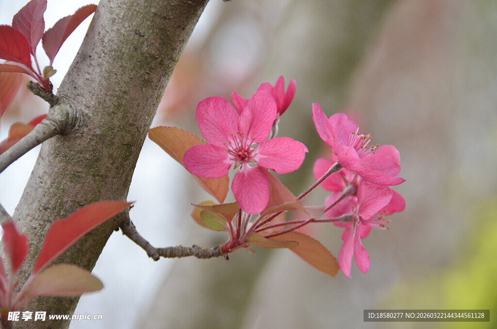 紫叶李枝头绽放的娇艳粉色花朵