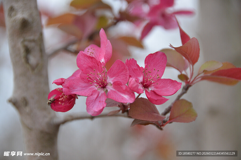 紫叶李枝头绽放的娇艳粉色花朵