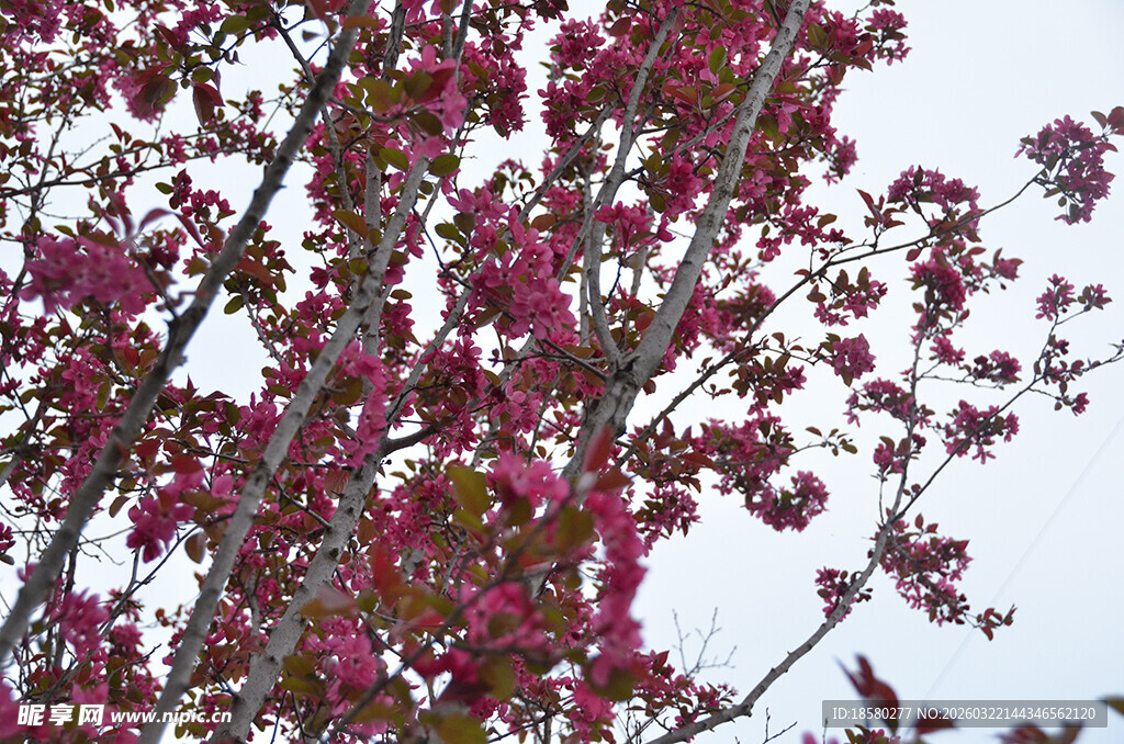 紫叶李枝头繁花绽放