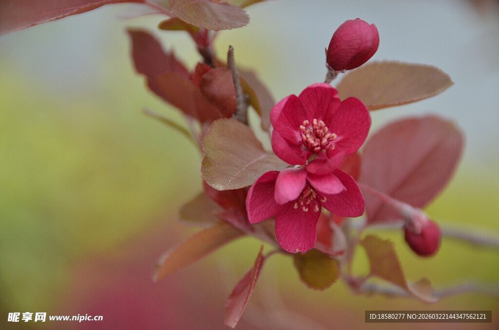 紫叶李娇艳海棠花绽放枝头