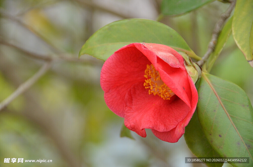 娇艳红山茶绽放枝头
