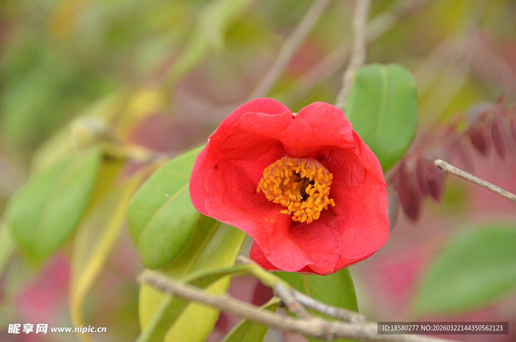 娇艳红山茶绽放枝头