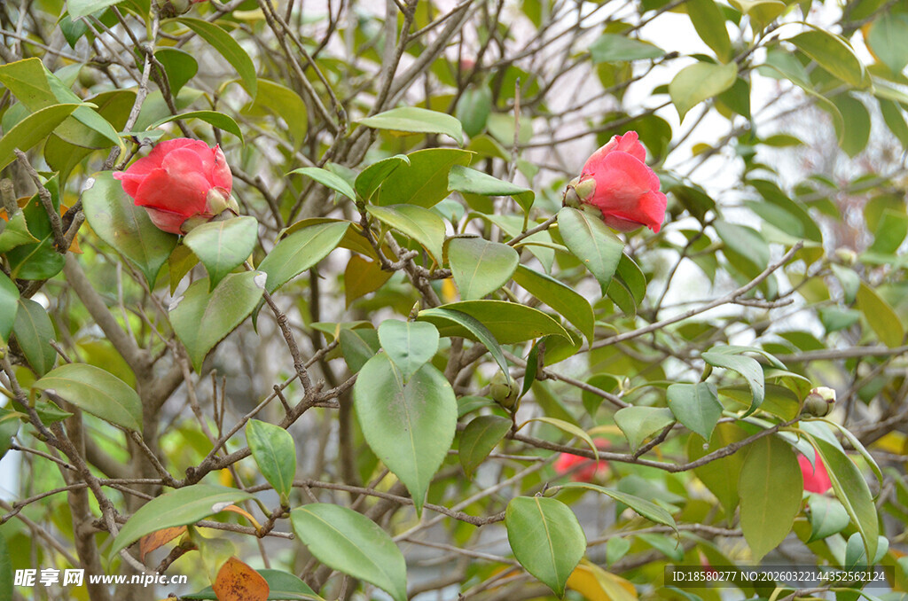 枝头绽放的鲜艳红色茶花