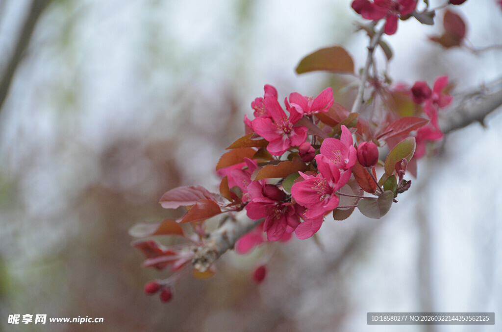 紫叶李娇艳盛开的粉色花枝