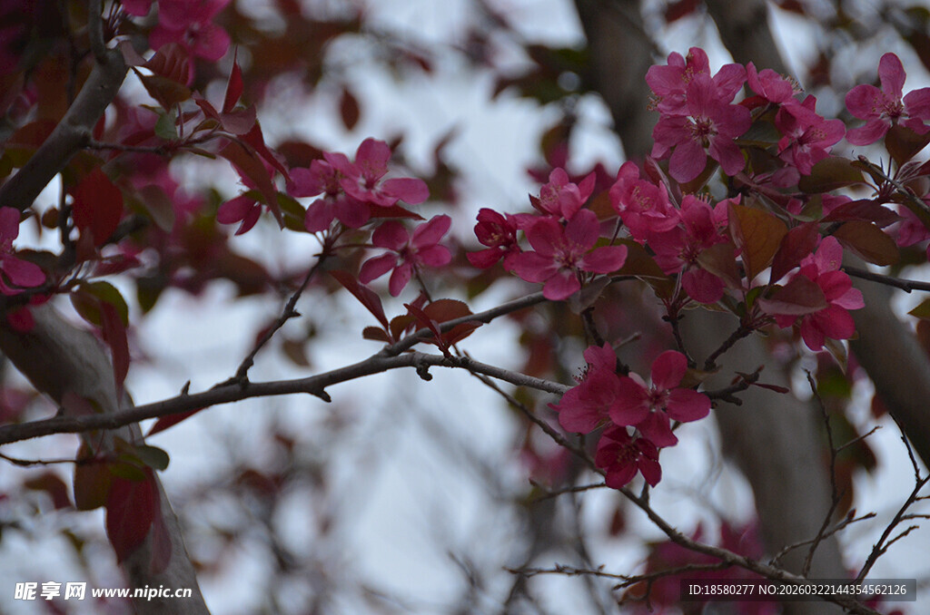 枝头绽放的艳丽粉色紫叶李花朵