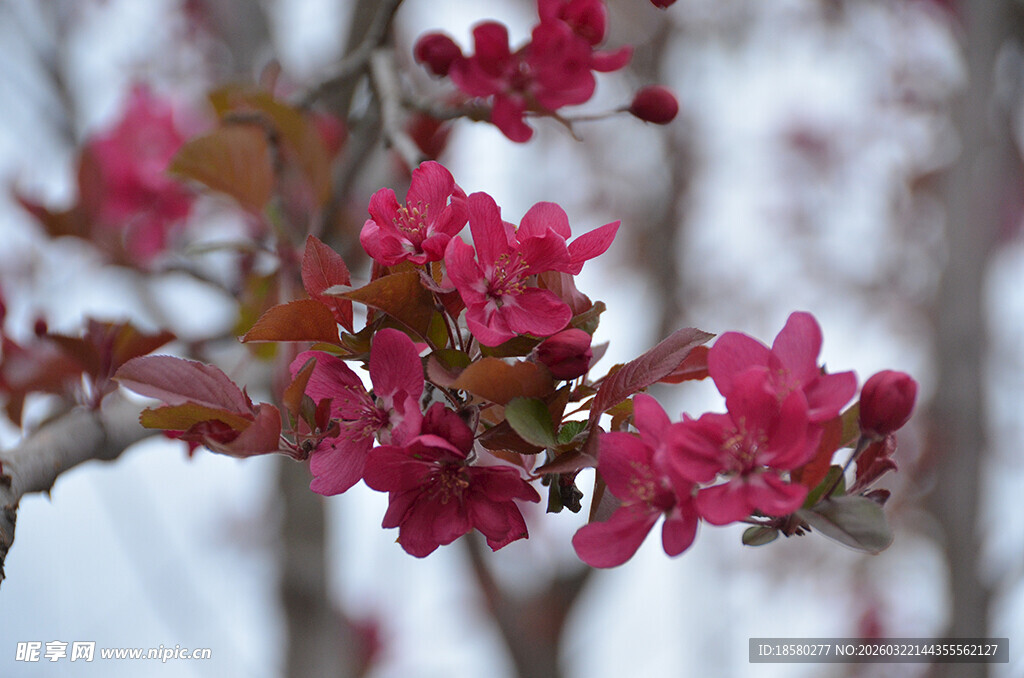 枝头绽放的娇艳粉色紫叶李 花朵