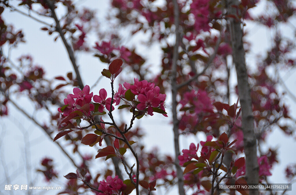 枝头绽放的娇艳紫叶李红花