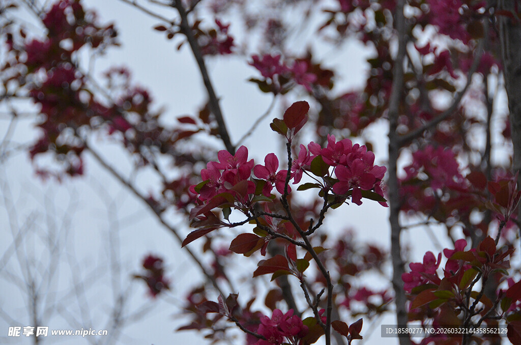 枝头绽放的艳丽紫叶李红花