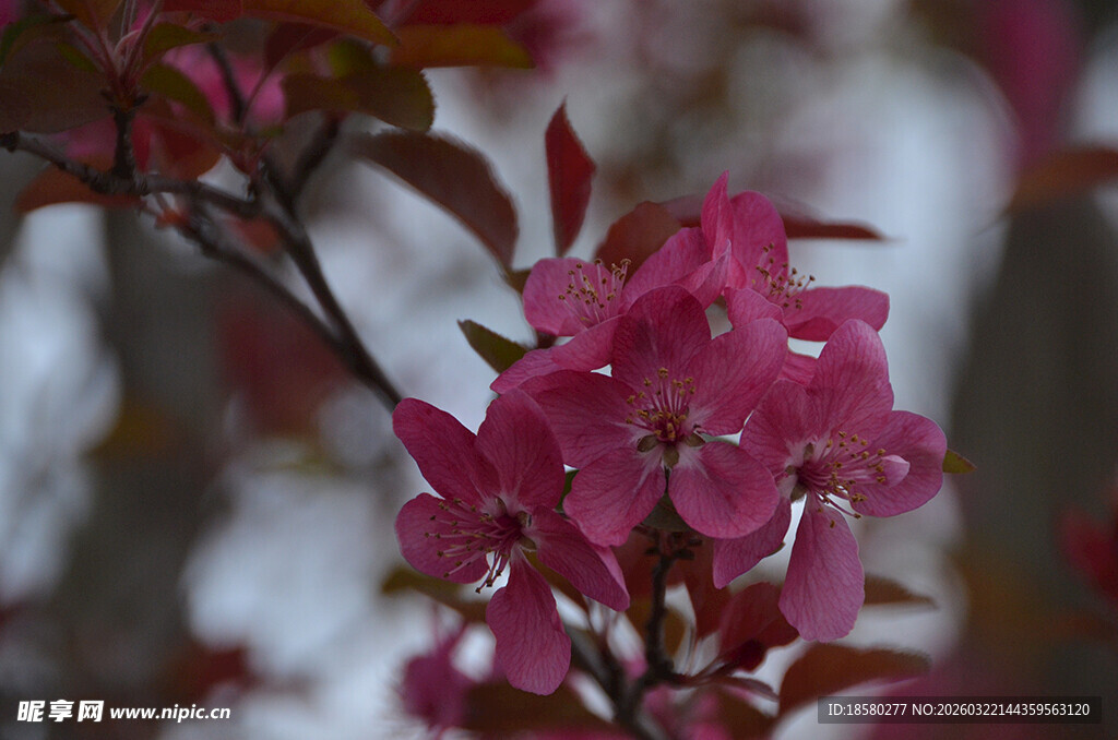 紫叶李娇艳粉色花朵绽放枝头