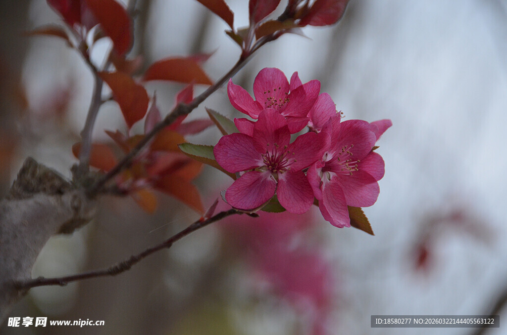 李花娇艳粉色花卉枝头绽放