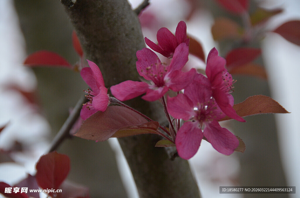 枝头绽放的娇艳粉色红梅花