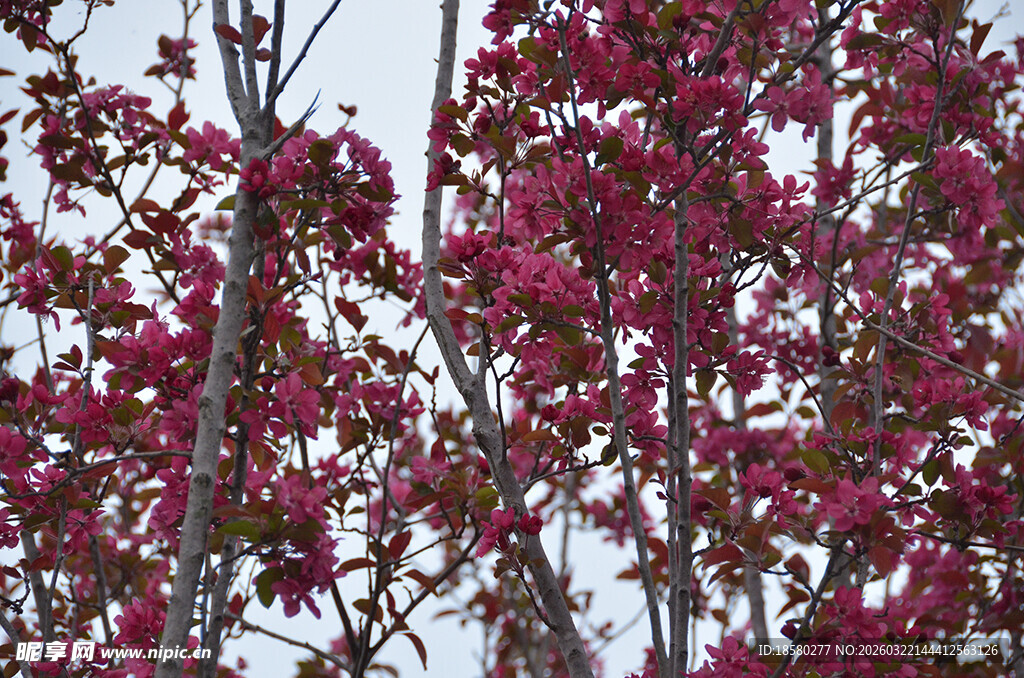 繁花红梅花满树的艳丽景致