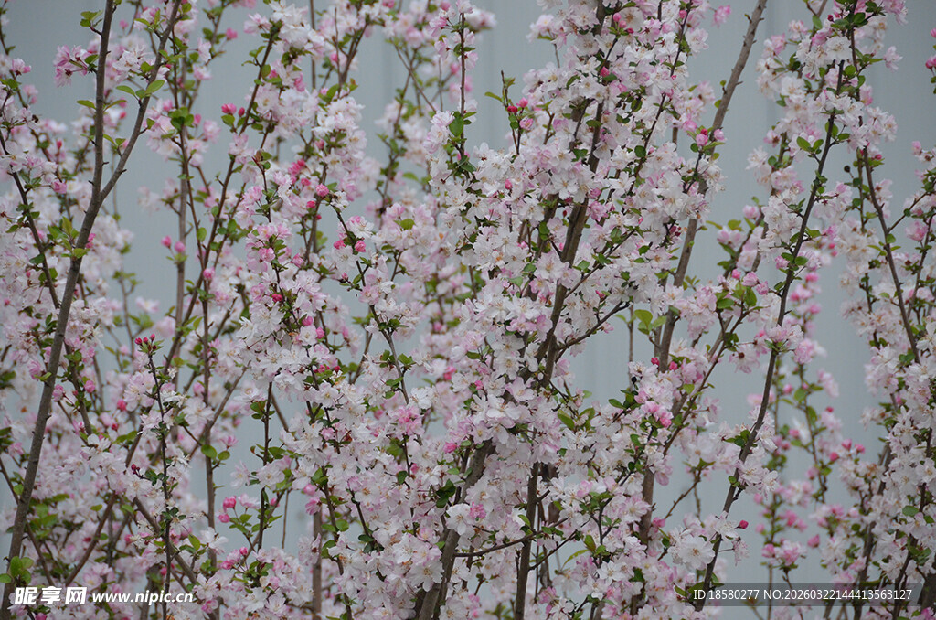 春日绽放的粉嫩樱花桃花