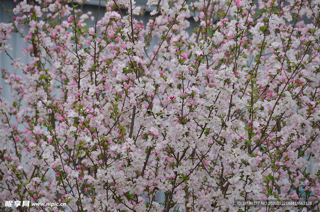 烂漫盛开的粉色樱花繁花