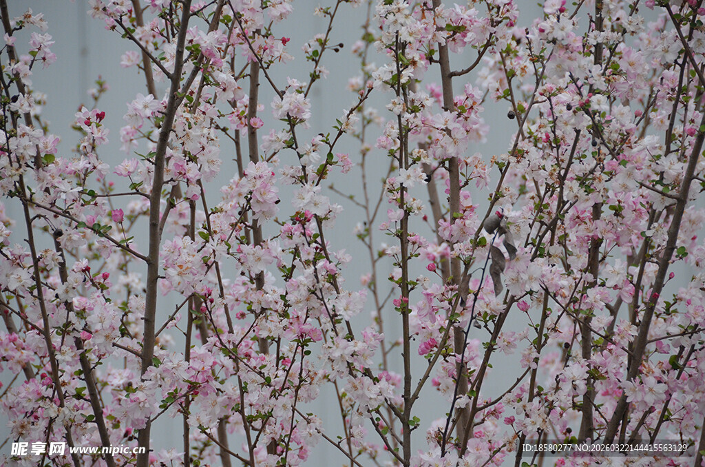 粉色樱花桃花绽放枝头