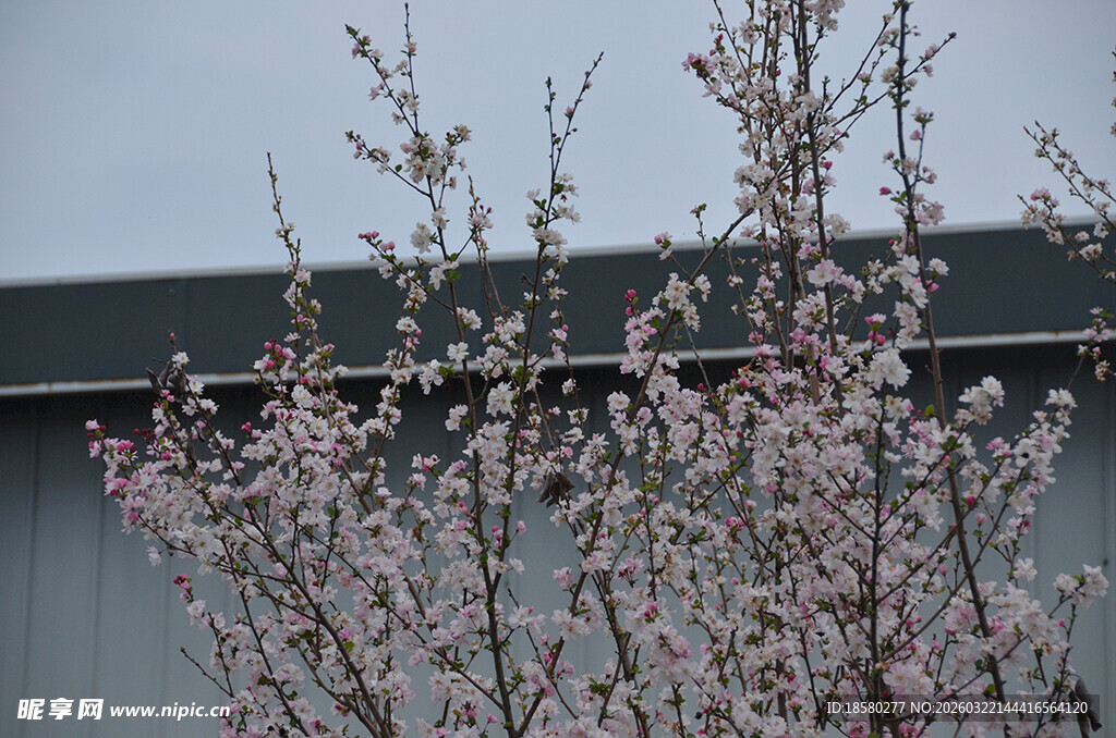 枝头绽放的粉嫩樱花桃花