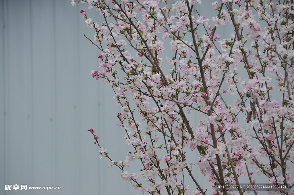 枝头绽放的粉嫩樱花桃花