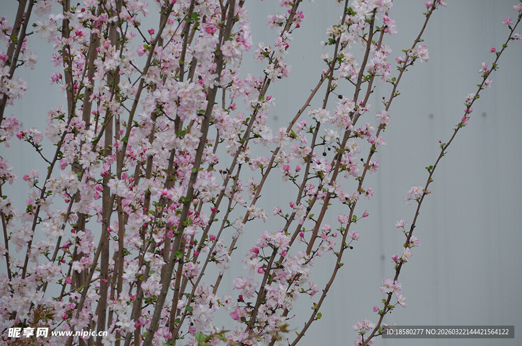 枝头绽放的粉嫩樱花桃花