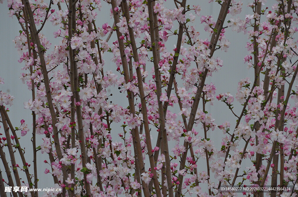 枝头绽放的粉嫩樱花桃花