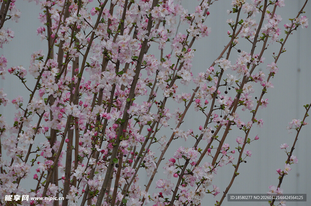 粉色樱花花枝绽放