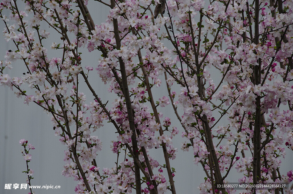枝头绽放的粉嫩樱花桃花