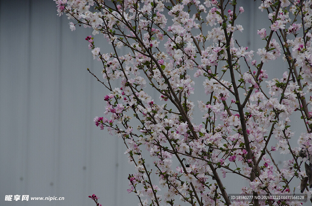 枝头绽放的粉嫩樱花桃花
