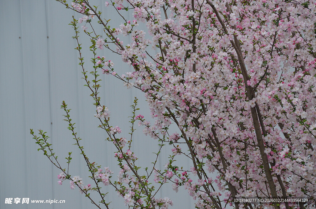 粉色樱花桃花枝