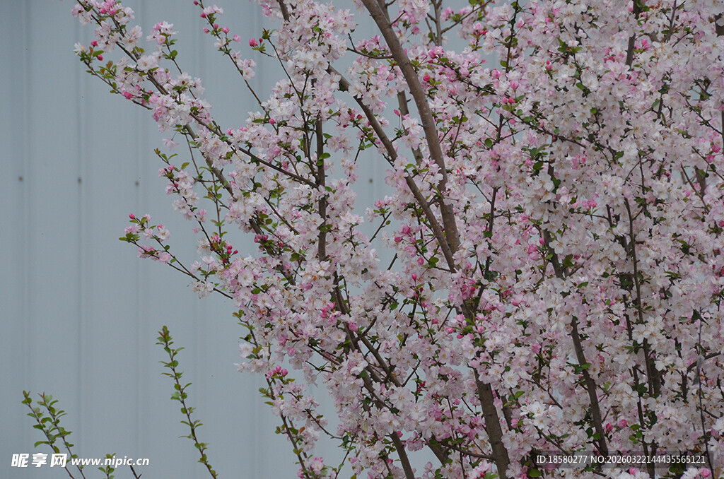 盛开的粉色樱花