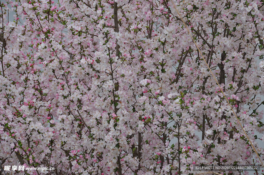 粉色繁花锦簇的樱花