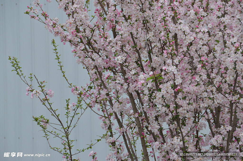 枝头绽放的粉嫩桃花樱花